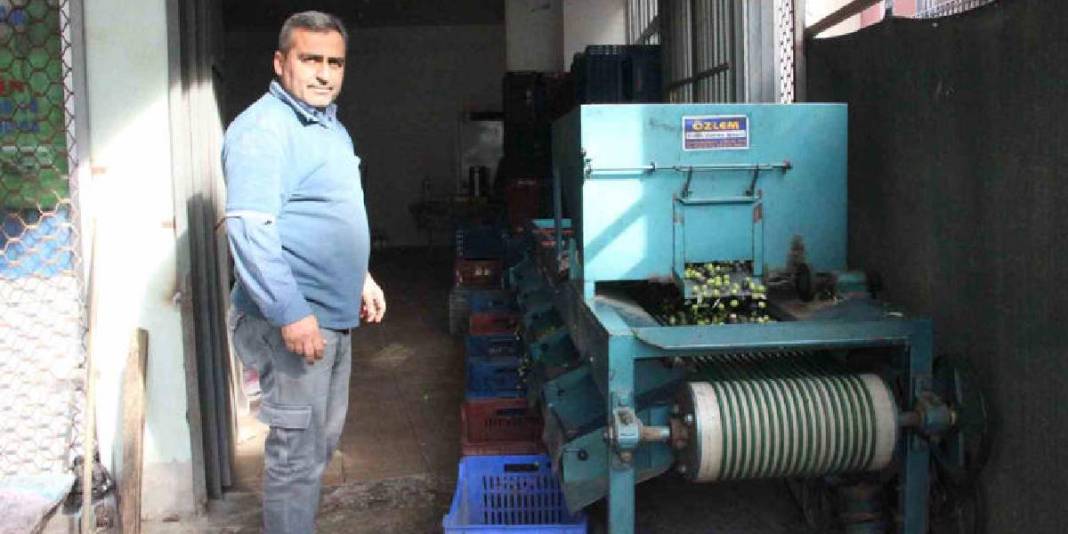 Bir yandan hasat ediliyor, bir yandan pazara hazırlanıyor! Boyu kalitesini, kalitesi fiyatını belirliyor 3